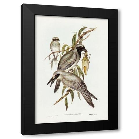 Black-faced cuckooshrike-Graucalus melanops Black Modern Wood Framed Art Print by Gould, John