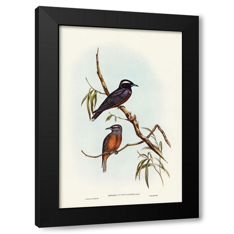 White-eyebrowed Wood Swallow-Artamus supercilious Black Modern Wood Framed Art Print with Double Matting by Gould, John