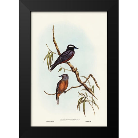 White-eyebrowed Wood Swallow-Artamus supercilious Black Modern Wood Framed Art Print by Gould, John