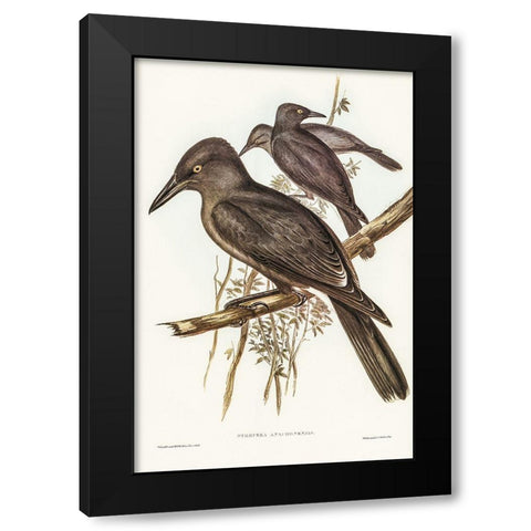 Grey Crow-Shrike-Strepera Anaphonensis Black Modern Wood Framed Art Print with Double Matting by Gould, John