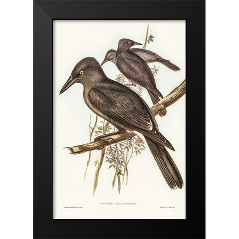 Grey Crow-Shrike-Strepera Anaphonensis Black Modern Wood Framed Art Print by Gould, John
