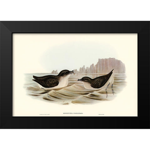 Diving Petrel-Puffinuria Urinatrix Black Modern Wood Framed Art Print by Gould, John