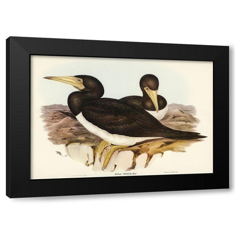Brown Gannet-Sula fusca Black Modern Wood Framed Art Print with Double Matting by Gould, John