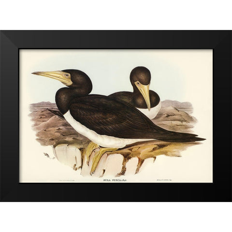 Brown Gannet-Sula fusca Black Modern Wood Framed Art Print by Gould, John
