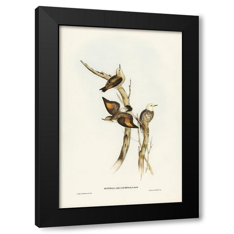 White-headed Sittella-Sittella leucocephala Black Modern Wood Framed Art Print by Gould, John