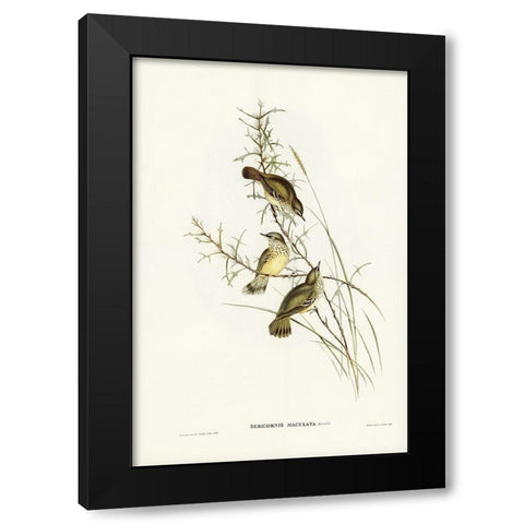 Spotted Sericornis-Sericornis maculatus Black Modern Wood Framed Art Print with Double Matting by Gould, John