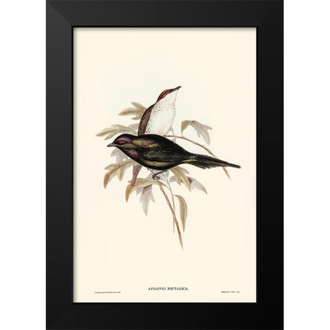 Shining starling-Aplonis metallica Black Modern Wood Framed Art Print by Gould, John