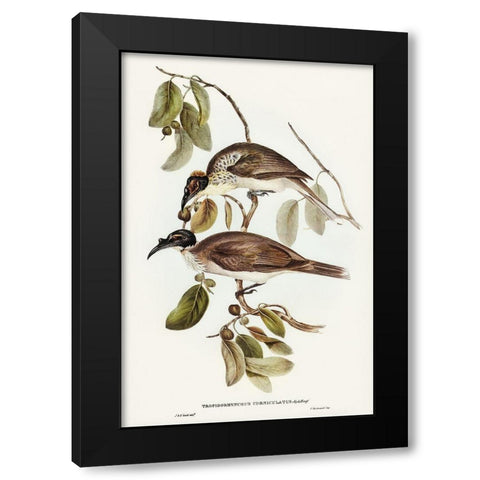 Friar Bird-Tropidorhynchus corniculatus Black Modern Wood Framed Art Print with Double Matting by Gould, John