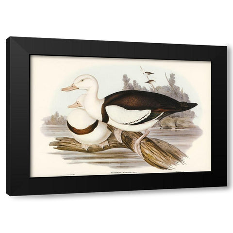 Radjah Shieldrake-Tadorna Radjah Black Modern Wood Framed Art Print with Double Matting by Gould, John