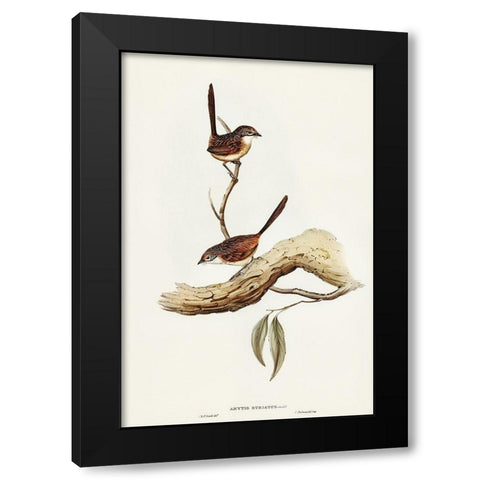 Striated Wren-Amytis striatus Black Modern Wood Framed Art Print with Double Matting by Gould, John