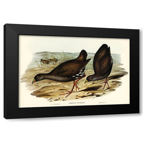 Black-tailed Tribonyx-Tribonyx ventralis Black Modern Wood Framed Art Print by Gould, John