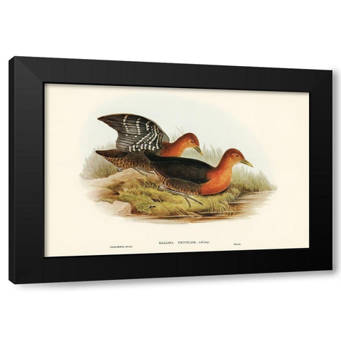 Red-necked Rail-Rallina tricolor Black Modern Wood Framed Art Print by Gould, John