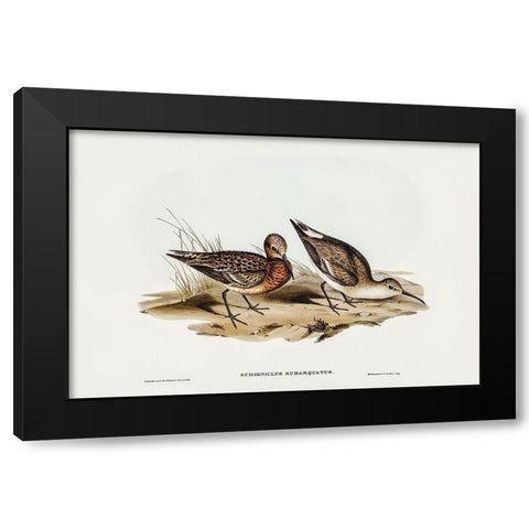 Curlew Sandpiper-Schoeniclus subarquatus Black Modern Wood Framed Art Print by Gould, John