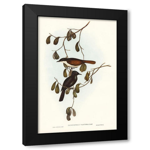 Grey-tailed Pachycephala-Pachycephala glaucura Black Modern Wood Framed Art Print with Double Matting by Gould, John