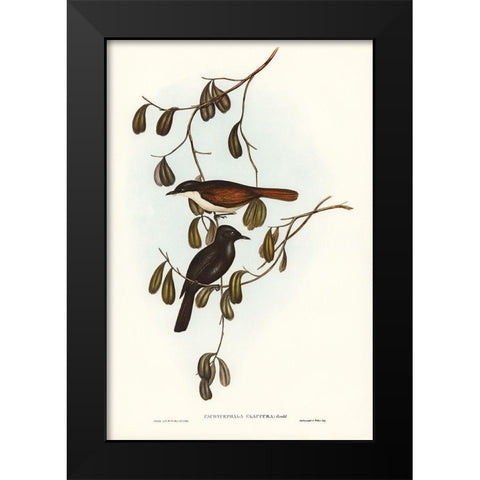Grey-tailed Pachycephala-Pachycephala glaucura Black Modern Wood Framed Art Print by Gould, John