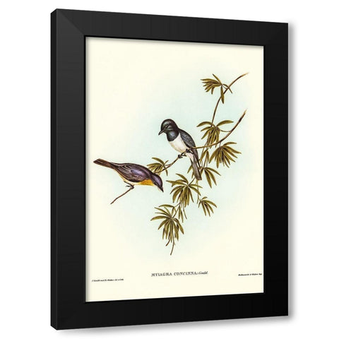 Pretty Flycatcher-Myiagra concinna Black Modern Wood Framed Art Print with Double Matting by Gould, John