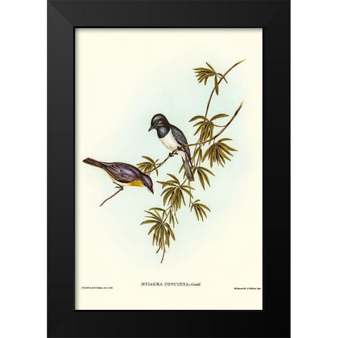 Pretty Flycatcher-Myiagra concinna Black Modern Wood Framed Art Print by Gould, John