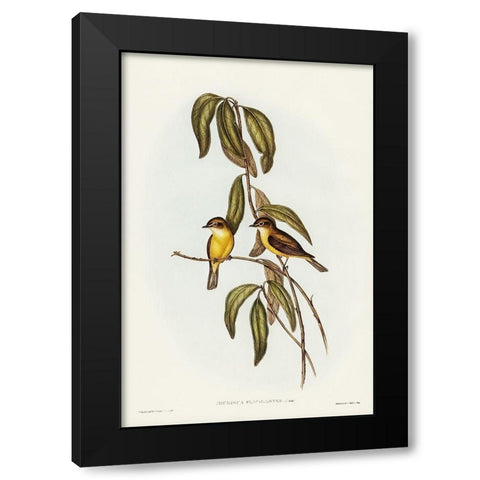 Yellow-bellied flycatcher-Microeca flavigaster Black Modern Wood Framed Art Print by Gould, John
