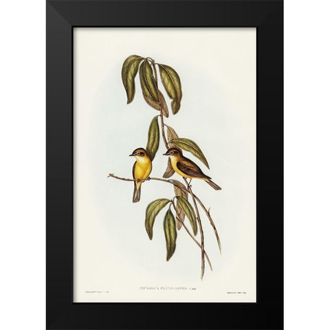 Yellow-bellied flycatcher-Microeca flavigaster Black Modern Wood Framed Art Print by Gould, John