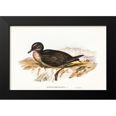 Short-tailed Petrel-Puffinus brevicaudus Black Modern Wood Framed Art Print by Gould, John