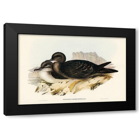 Wedge-tailed Petrel-Puffinus sphenurus Black Modern Wood Framed Art Print by Gould, John