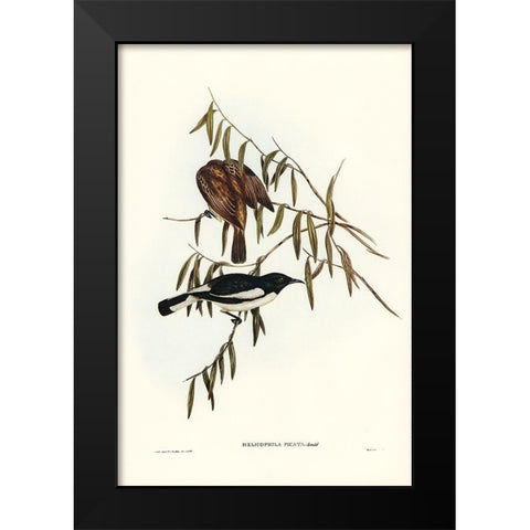 Pied Honey-eater-Melicophila picata Black Modern Wood Framed Art Print by Gould, John