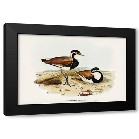 Black-breasted Pewit-Sarciophorus pectoralis Black Modern Wood Framed Art Print with Double Matting by Gould, John