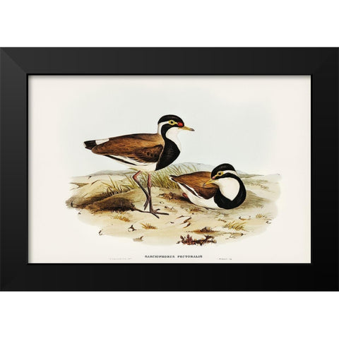 Black-breasted Pewit-Sarciophorus pectoralis Black Modern Wood Framed Art Print by Gould, John
