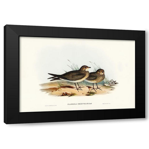Oriental Pratincole-Glareola Orientalis Black Modern Wood Framed Art Print with Double Matting by Gould, John