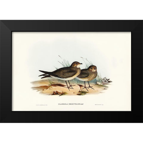 Oriental Pratincole-Glareola Orientalis Black Modern Wood Framed Art Print by Gould, John