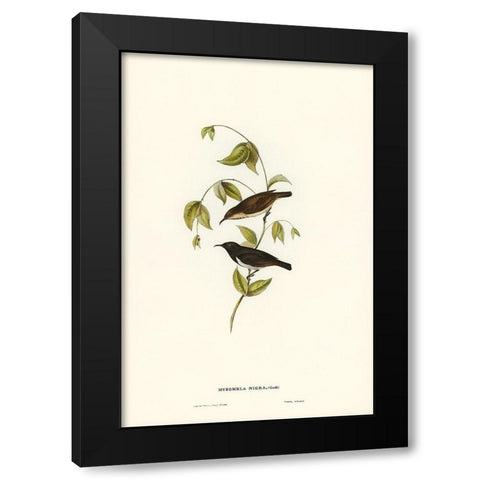 Black Honey-eater-Myzomela nigra Black Modern Wood Framed Art Print by Gould, John