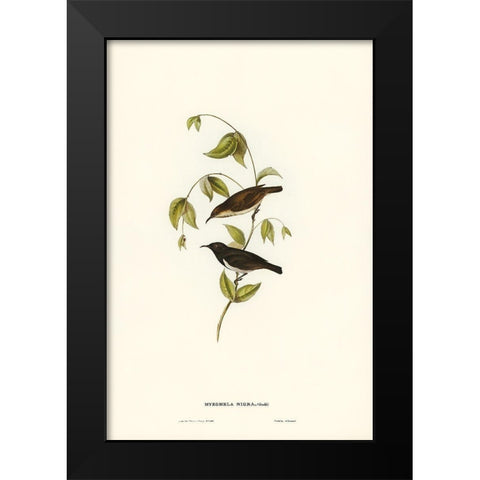 Black Honey-eater-Myzomela nigra Black Modern Wood Framed Art Print by Gould, John