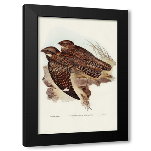 Spotted Goat-sucker-Eurostopodus guttatus Black Modern Wood Framed Art Print with Double Matting by Gould, John