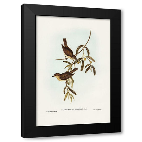 Plain-coloured Pachycephala-Pachycephala simplex Black Modern Wood Framed Art Print by Gould, John