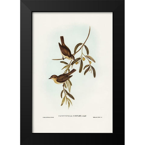 Plain-coloured Pachycephala-Pachycephala simplex Black Modern Wood Framed Art Print by Gould, John