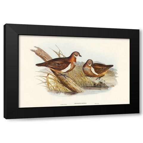 Smiths Partridge Bronze-wing-Geophaps Smithii Black Modern Wood Framed Art Print with Double Matting by Gould, John