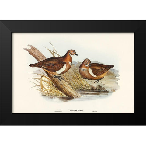 Smiths Partridge Bronze-wing-Geophaps Smithii Black Modern Wood Framed Art Print by Gould, John