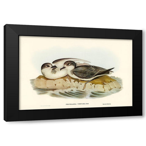 Blue Petrel-Procellaria coerulea Black Modern Wood Framed Art Print with Double Matting by Gould, John