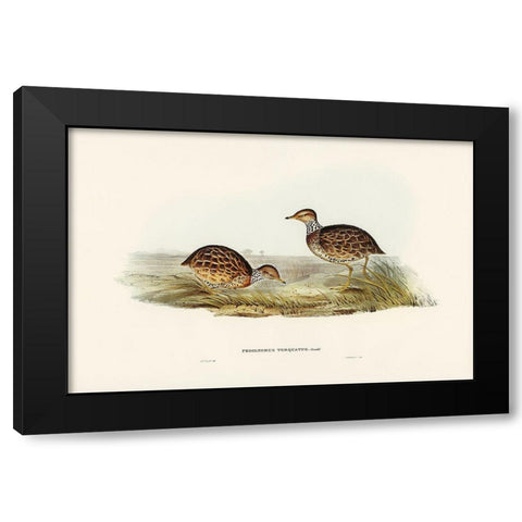 Collared Plain Wanderer-Pedionomus torquatus Black Modern Wood Framed Art Print by Gould, John