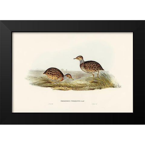 Collared Plain Wanderer-Pedionomus torquatus Black Modern Wood Framed Art Print by Gould, John