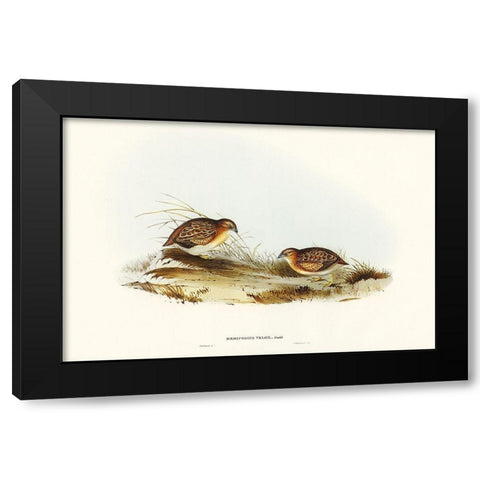 Swift-flying Hemipode-Hemipodius velox Black Modern Wood Framed Art Print by Gould, John