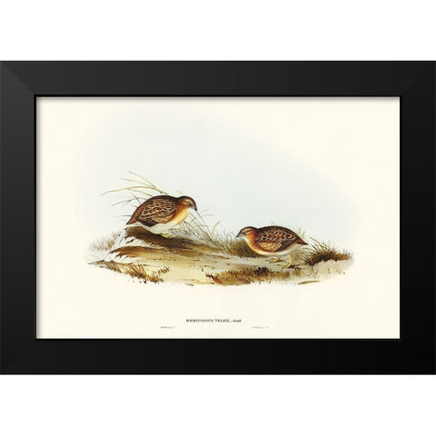Swift-flying Hemipode-Hemipodius velox Black Modern Wood Framed Art Print by Gould, John