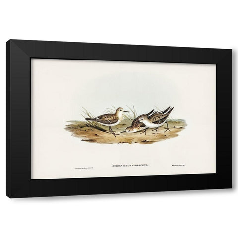 Little Sandpiper-Schoeniclus Aalbescens Black Modern Wood Framed Art Print with Double Matting by Gould, John
