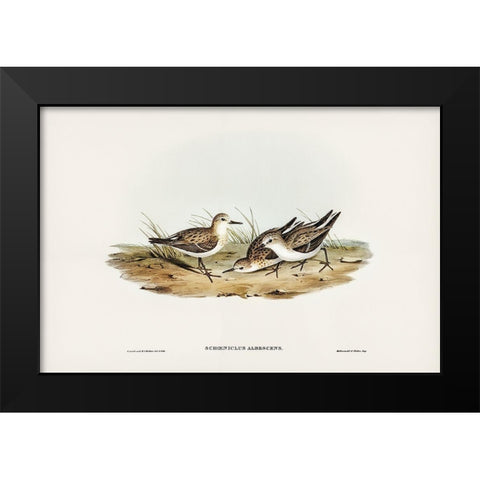 Little Sandpiper-Schoeniclus Aalbescens Black Modern Wood Framed Art Print by Gould, John