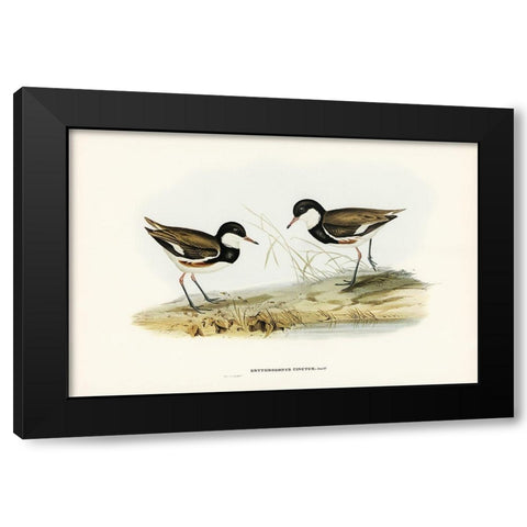 Banded Red Knee-Erythrogonys cinctus Black Modern Wood Framed Art Print by Gould, John