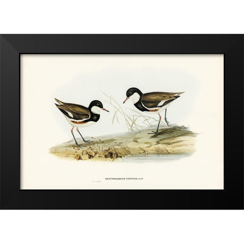 Banded Red Knee-Erythrogonys cinctus Black Modern Wood Framed Art Print by Gould, John