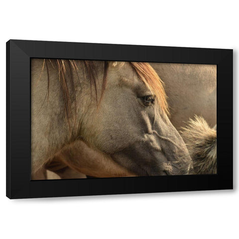 Horse Grain Black Modern Wood Framed Art Print by The Yellowstone Collection