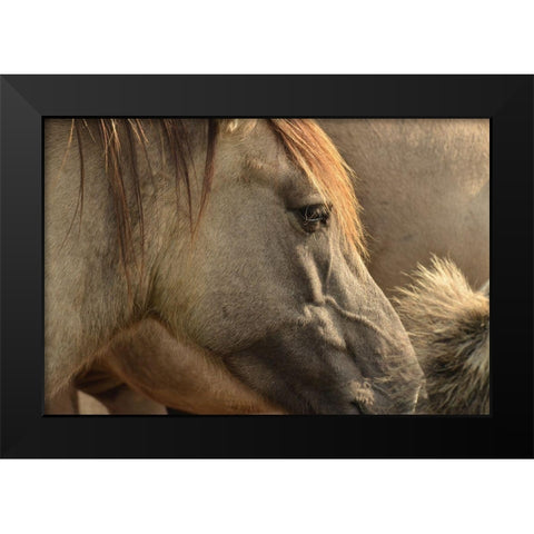 Horse Grain Black Modern Wood Framed Art Print by The Yellowstone Collection