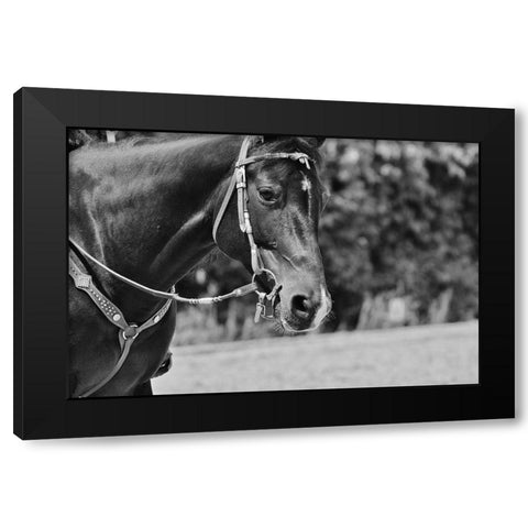 Horse in western bridle I Black Modern Wood Framed Art Print by The Yellowstone Collection