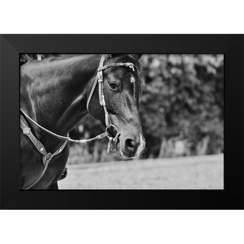 Horse in western bridle I Black Modern Wood Framed Art Print by The Yellowstone Collection